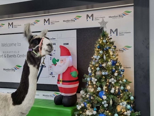 Xmas Photos with a Llama
